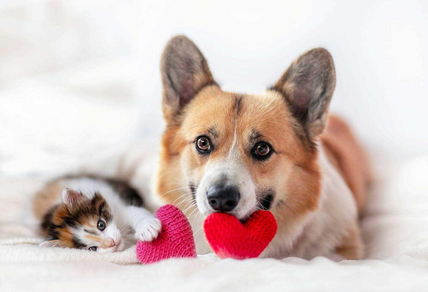 A cat and a corgi playing with toy hearts.