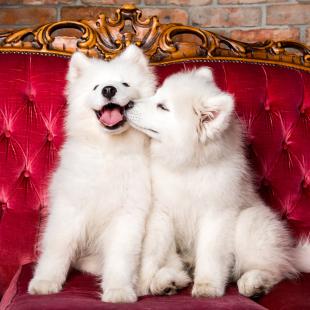 Two puppies kissing on red couch