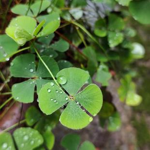 St. Patrick’s Day Retail Weather Impact